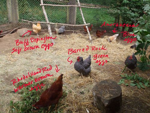 Chicken yard