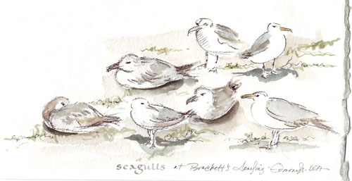 SeagullsJC