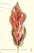 Persimmon leaf