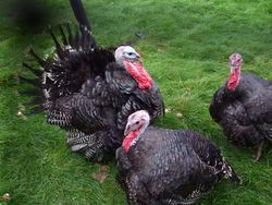 Turkeys1