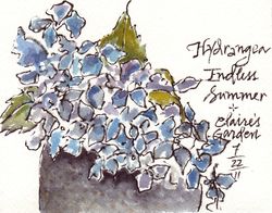 Hydrangea