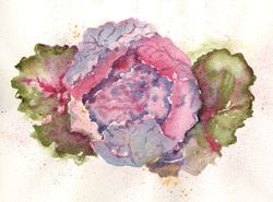 Colorcabbagesmall