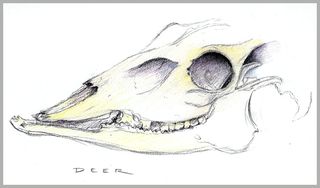 Deer skullSm