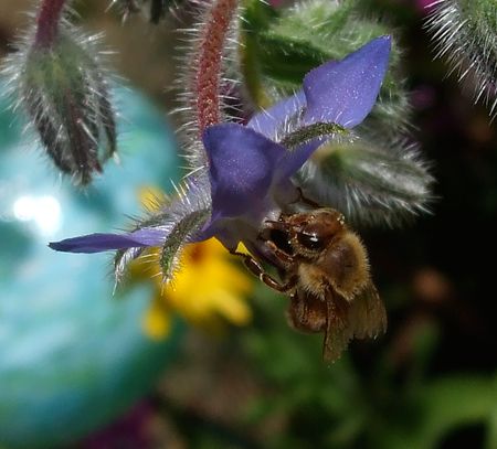Bee to borage
