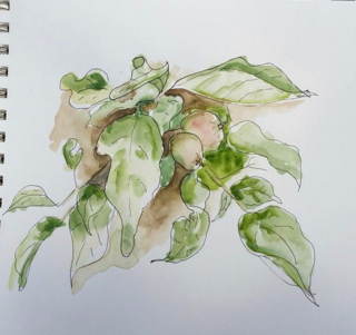 20160531_111511_resized